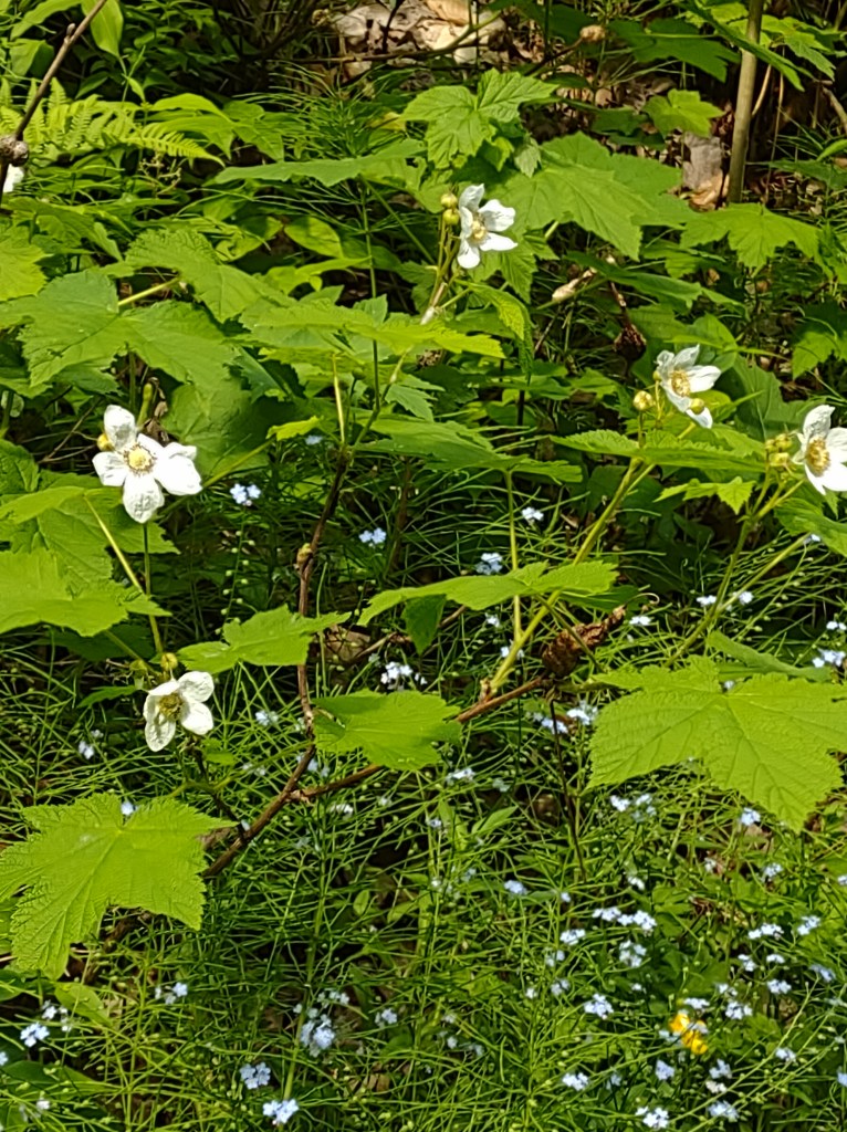 Path to Munising Falls
Munising, MI