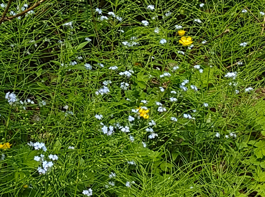 Path to Munising Falls
Munising, MI