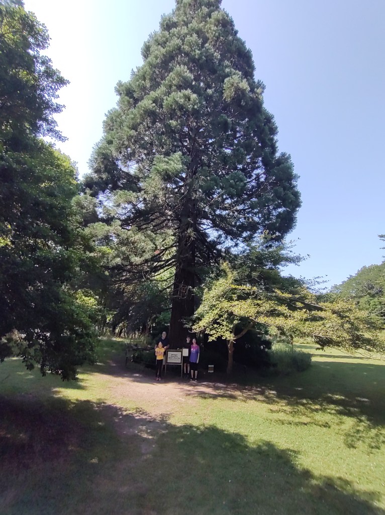 Lake Bluff Farms
Manistee, MI
Giant Sequoia
Pure Michigan