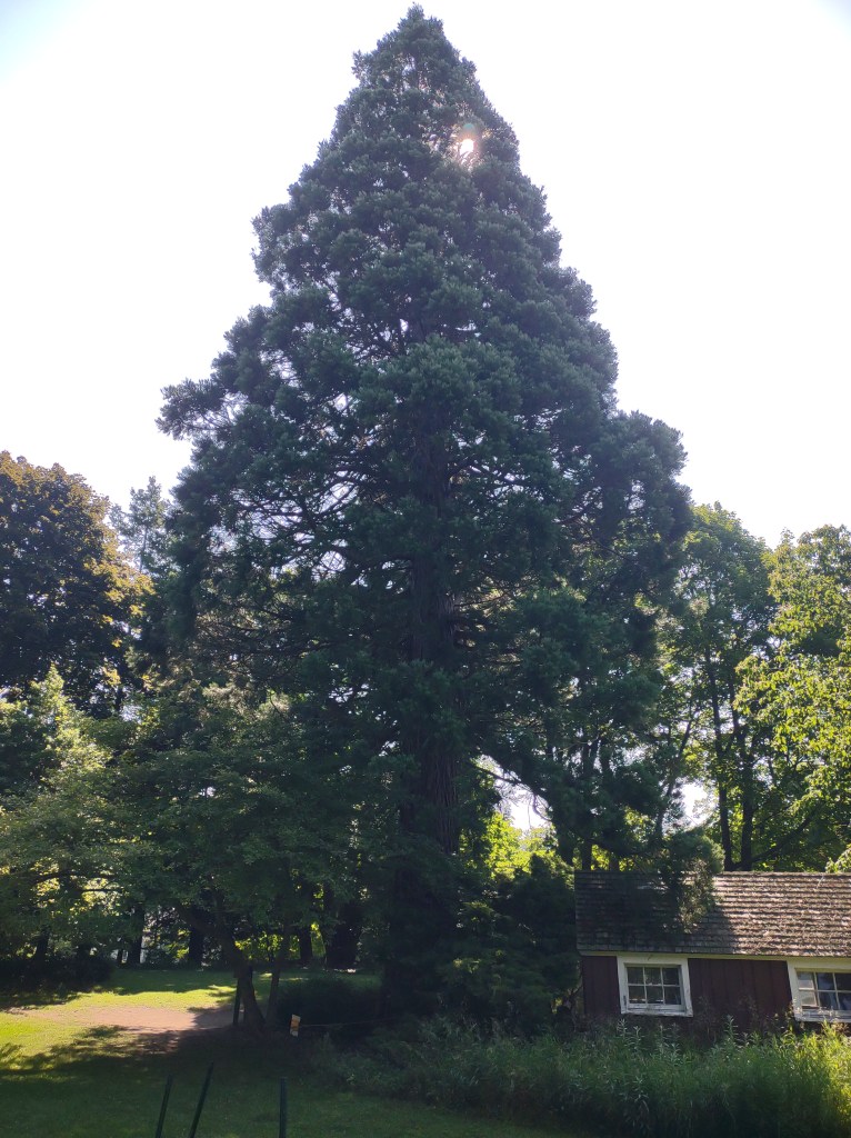 Lake Bluff Farms
Manistee, MI
Giant Sequoia
Pure Michigan