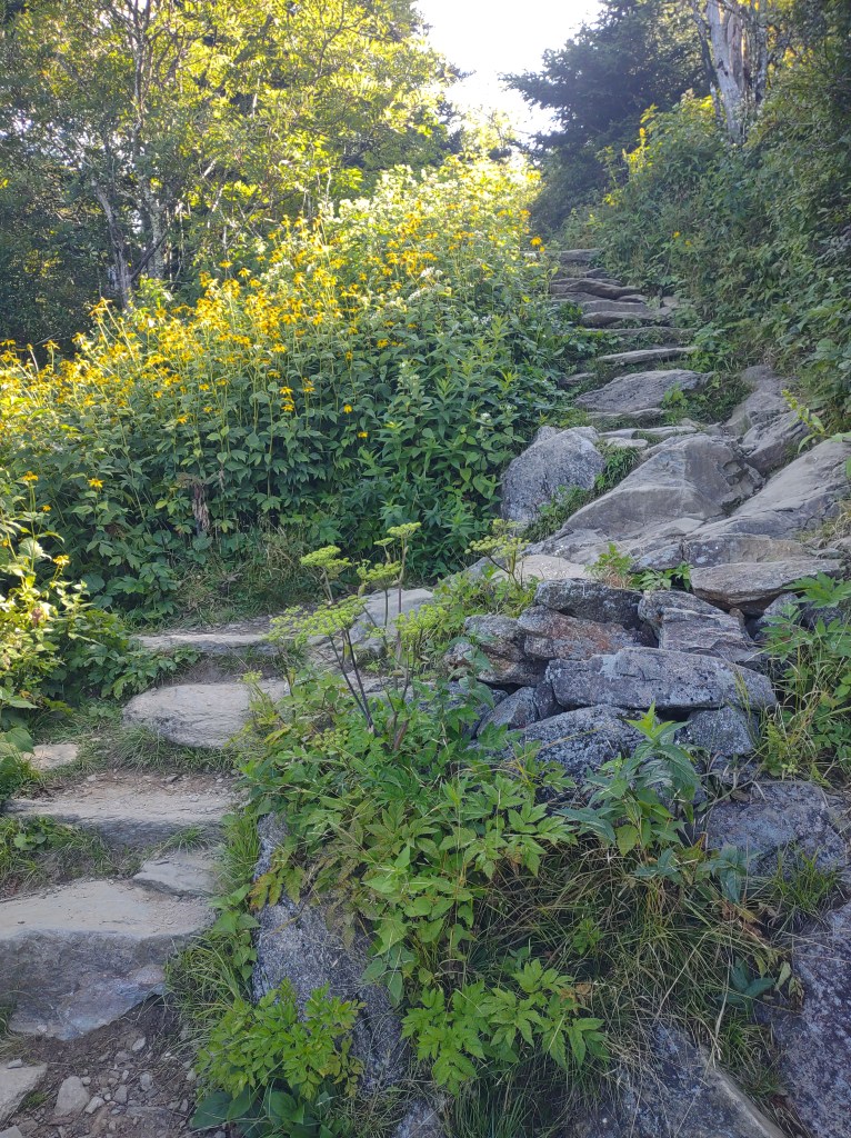 Blue Ridge Parkway
Smoky Mountains
Maggie Valley North Carolina
Great Smoky Mountains National Park
Smokies
North Carolina Nature
Mountains
Hiking
Waterrock Knob Trail
Waterrock Knob
North Carolina Outdoors