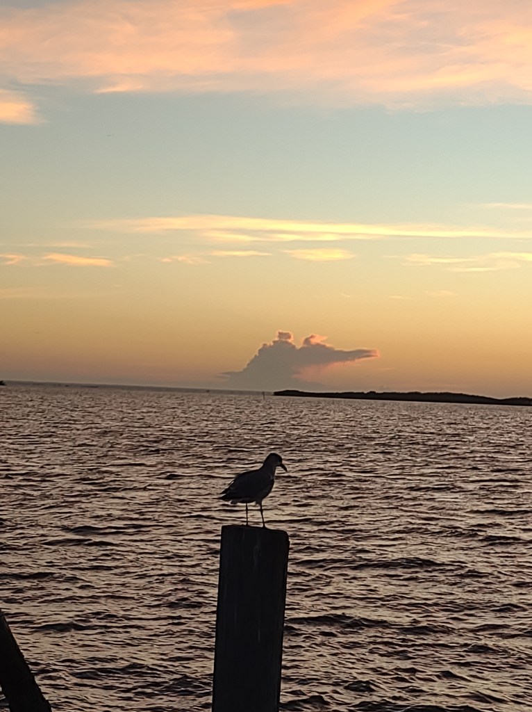 Cedar Key
Cedar Key FL
Florida
Florida Travel
Natural Florida
Gulf of Mexico
