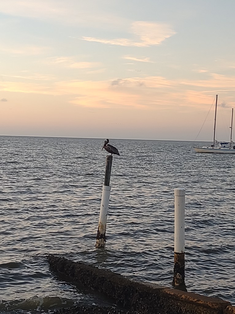 Cedar Key
Cedar Key FL
Florida
Florida Travel
Natural Florida
Gulf of Mexico