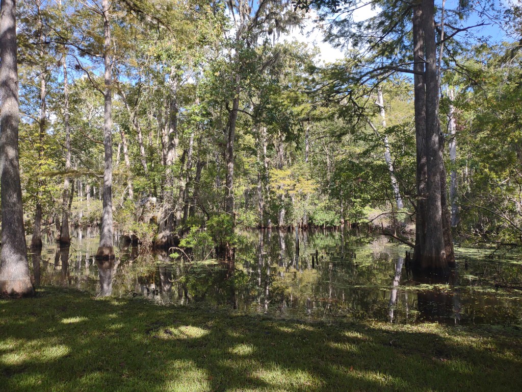 Florida Day Trip
Florida Springs
Florida State Parks
Freshwater Springs
Manatee Springs
Manatee Springs State Park
Travel
Traveling with the Trapps