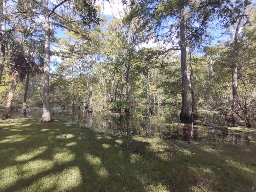 Florida Day Trip
Florida Springs
Florida State Parks
Freshwater Springs
Manatee Springs
Manatee Springs State Park
Travel
Traveling with the Trapps