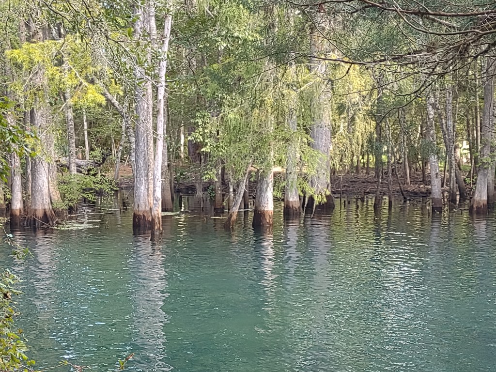Florida Day Trip
Florida Springs
Florida State Parks
Freshwater Springs
Manatee Springs
Manatee Springs State Park
Travel
Traveling with the Trapps
