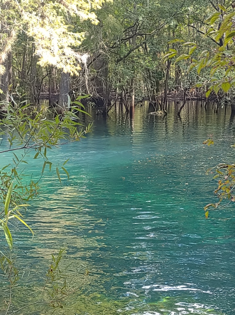Florida Day Trip
Florida Springs
Florida State Parks
Freshwater Springs
Manatee Springs
Manatee Springs State Park
Travel
Traveling with the Trapps