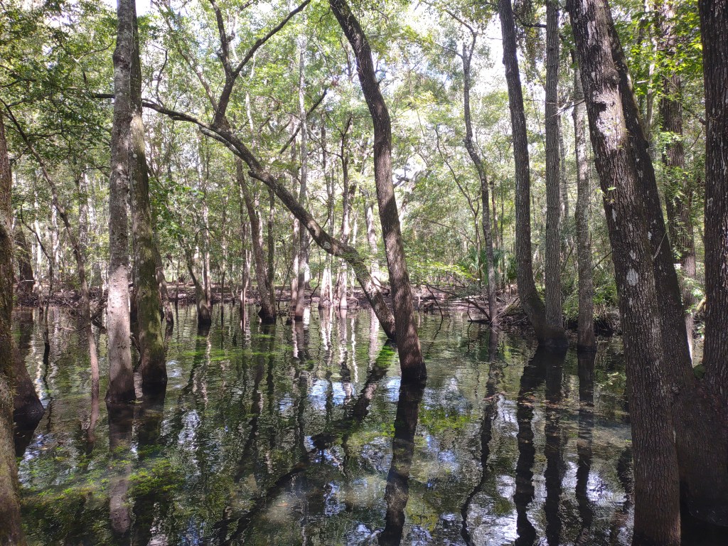 Florida Day Trip
Florida Springs
Florida State Parks
Freshwater Springs
Manatee Springs
Manatee Springs State Park
Travel
Traveling with the Trapps