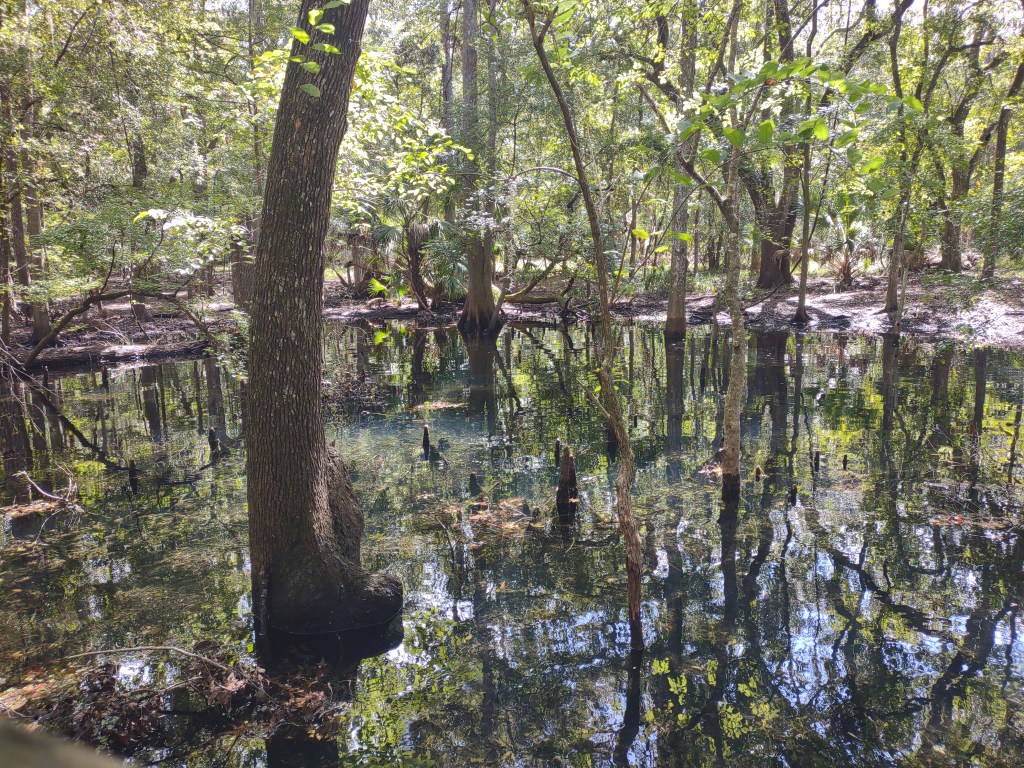 Florida Day Trip
Florida Springs
Florida State Parks
Freshwater Springs
Manatee Springs
Manatee Springs State Park
Travel
Traveling with the Trapps