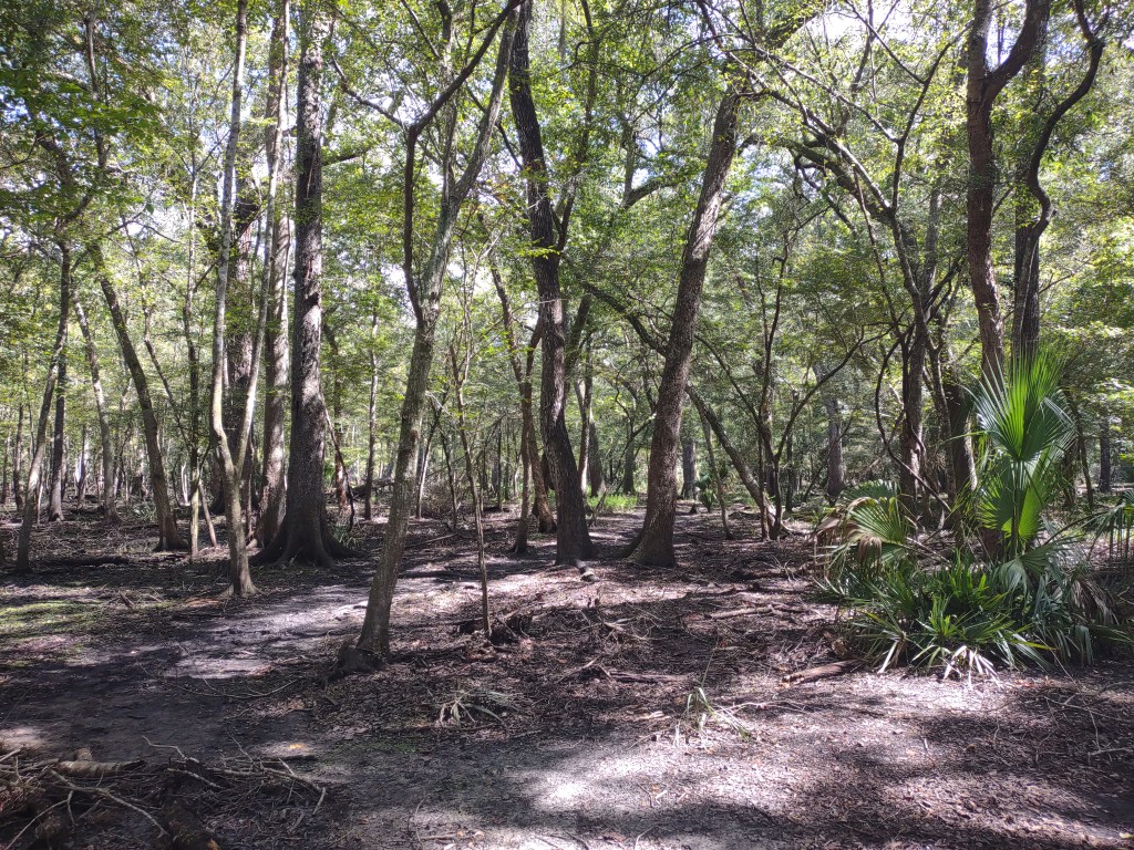 Florida Day Trip
Florida Springs
Florida State Parks
Freshwater Springs
Manatee Springs
Manatee Springs State Park
Travel
Traveling with the Trapps