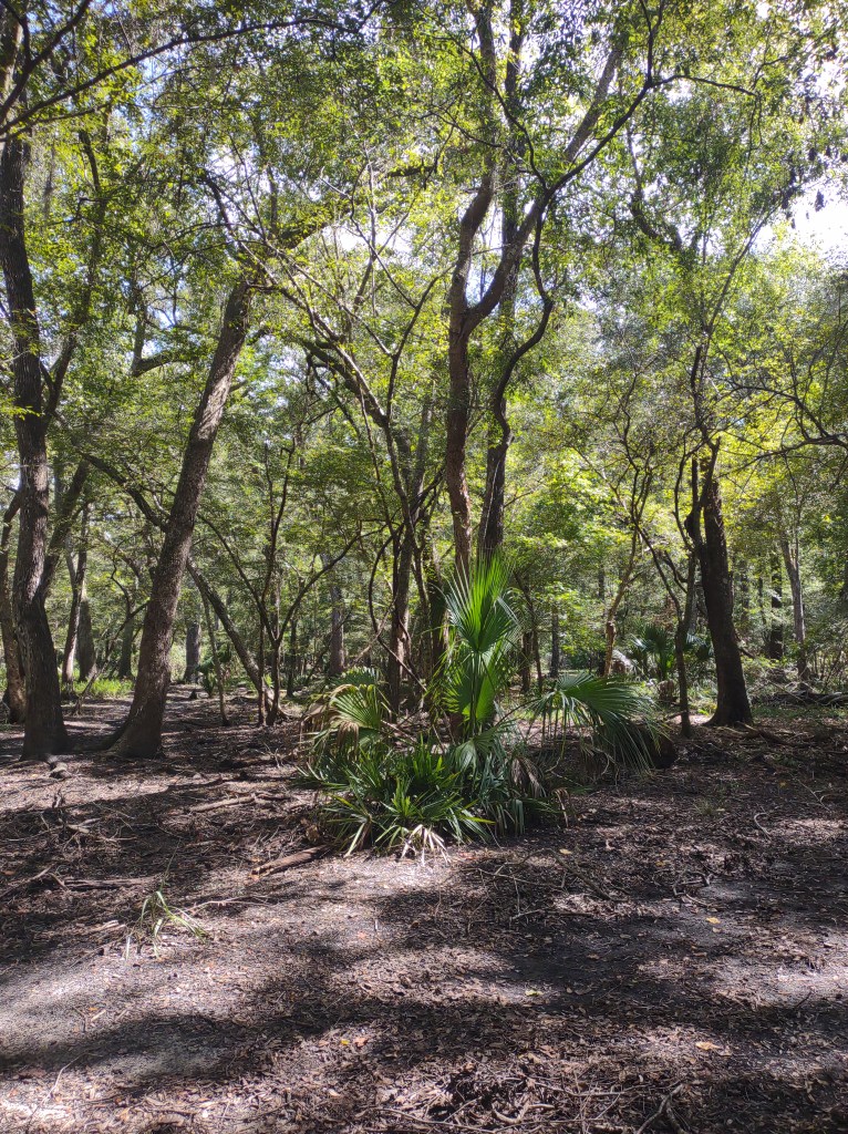 Florida Day Trip
Florida Springs
Florida State Parks
Freshwater Springs
Manatee Springs
Manatee Springs State Park
Travel
Traveling with the Trapps