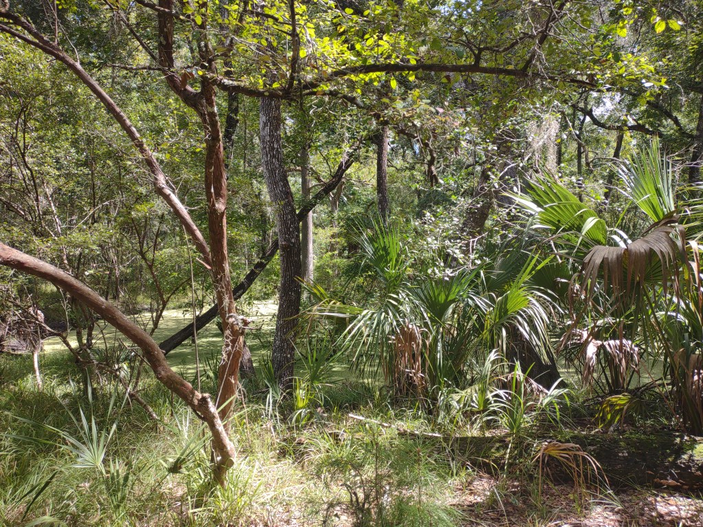 Florida Day Trip
Florida Springs
Florida State Parks
Freshwater Springs
Manatee Springs
Manatee Springs State Park
Travel
Traveling with the Trapps