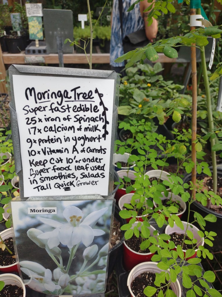 Maggie's Herb Farm
St Augustine FL
Natural Florida
Natural
Florida Plants
Native Plants
St. Augustine
Florida