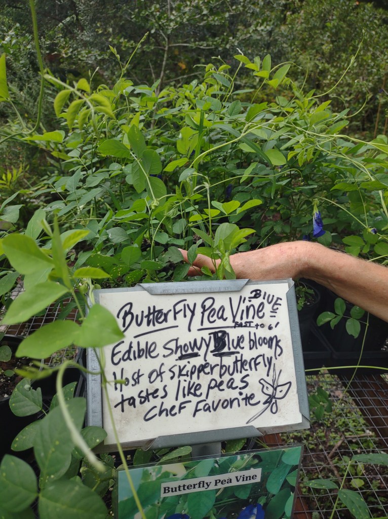Maggie's Herb Farm
St Augustine FL
Natural Florida
Natural
Florida Plants
Native Plants
St. Augustine
Florida