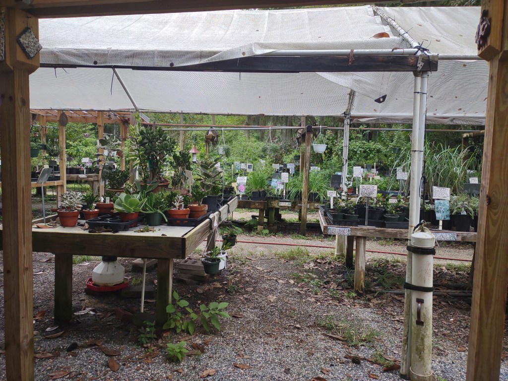 Maggie's Herb Farm
St Augustine FL
Natural Florida
Natural
Florida Plants
Native Plants