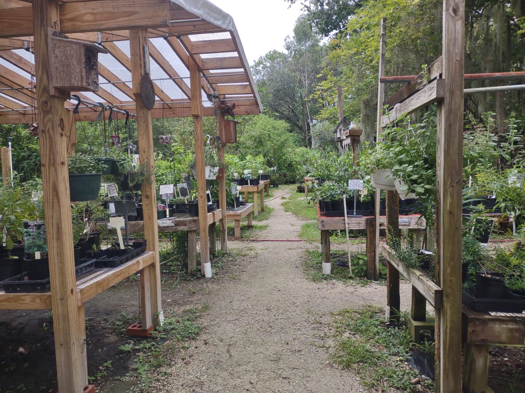 Maggie's Herb Farm
St Augustine FL
Natural Florida
Natural
Florida Plants
Native Plants