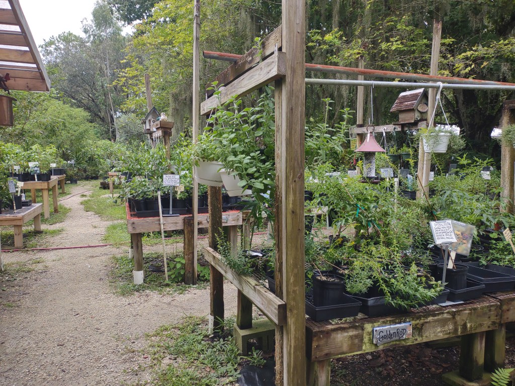 Maggie's Herb Farm
St Augustine FL
Natural Florida
Natural
Florida Plants
Native Plants