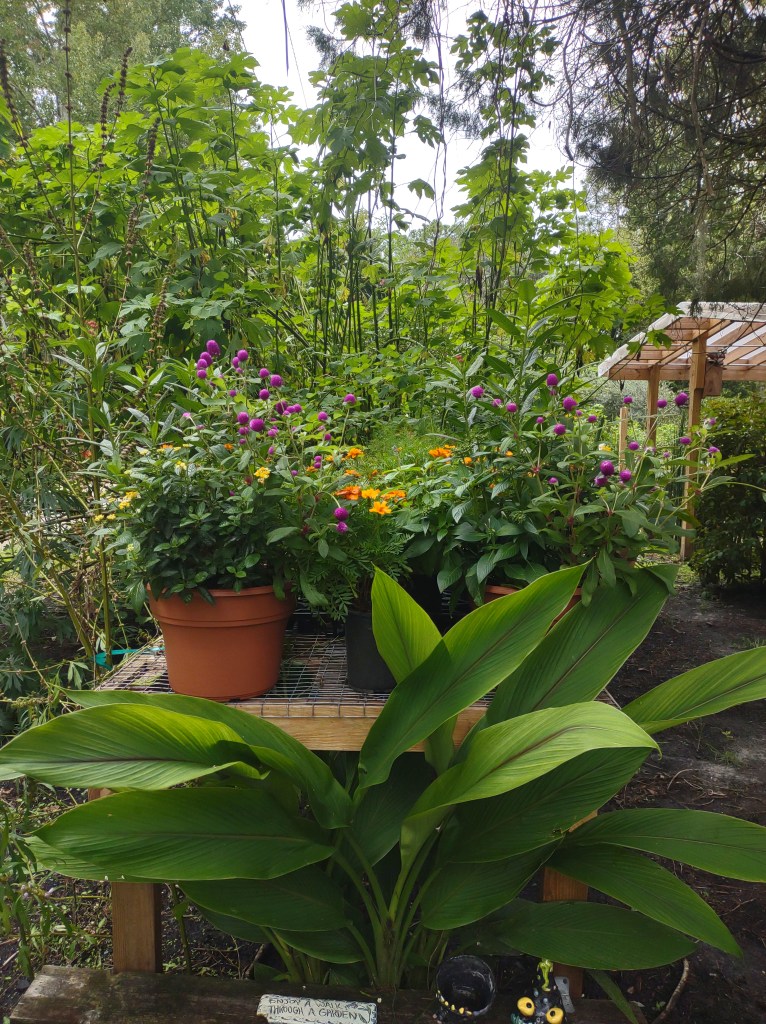 Maggie's Herb Farm
St Augustine FL
Natural Florida
Natural
Florida Plants
Native Plants