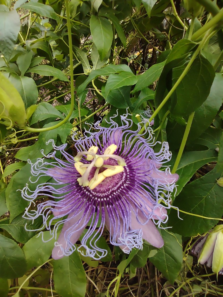Maggie's Herb Farm
St Augustine FL
Natural Florida
Natural
Florida Plants
Native Plants