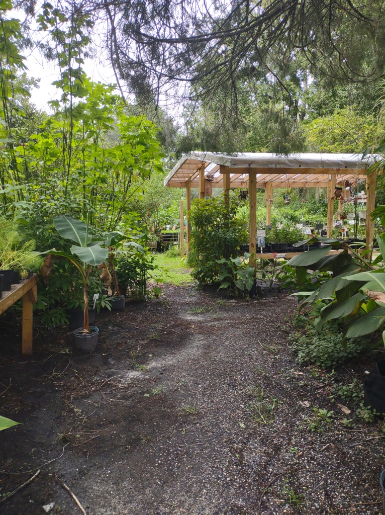 Maggie's Herb Farm
St Augustine FL
Natural Florida
Natural
Florida Plants
Native Plants