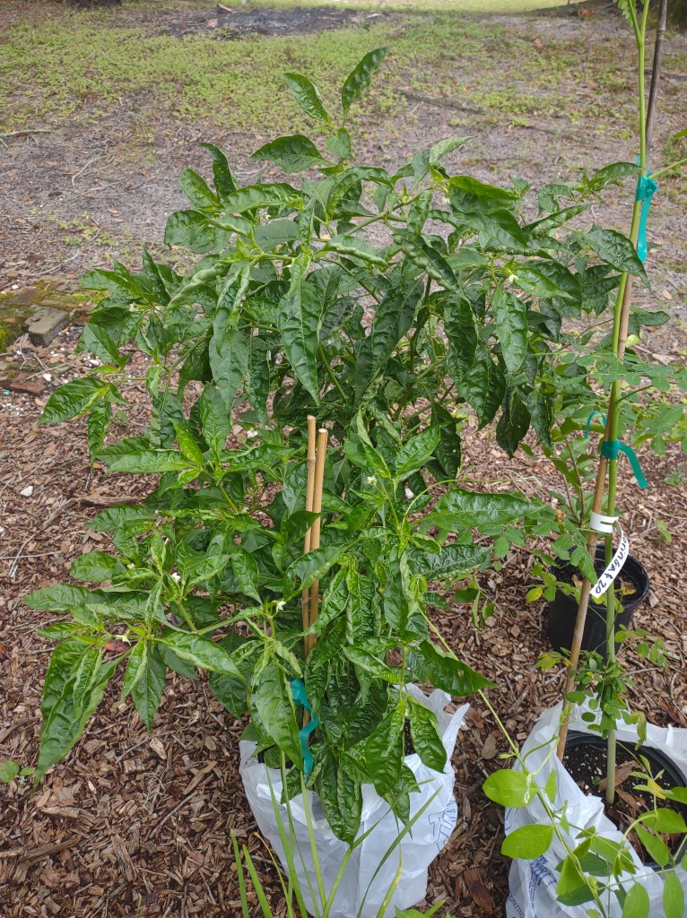 Maggie's Herb Farm
St Augustine FL
Natural Florida
Natural
Florida Plants
Native Plants
St. Augustine
Florida