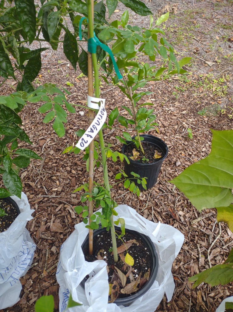 Maggie's Herb Farm
St Augustine FL
Natural Florida
Natural
Florida Plants
Native Plants
St. Augustine
Florida