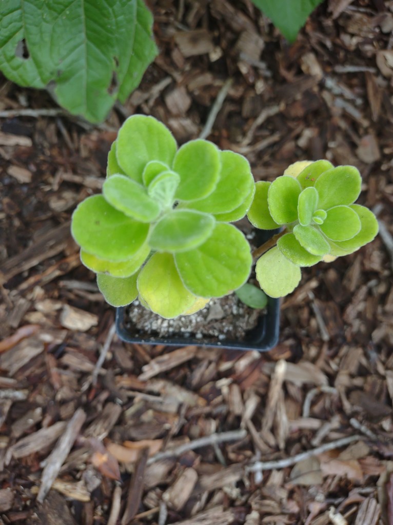 Maggie's Herb Farm
St Augustine FL
Natural Florida
Natural
Florida Plants
Native Plants
St. Augustine
Florida