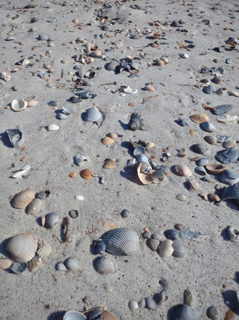 Amelia Island
beach
Florida
Florida beaches
Atlantic Ocean beach