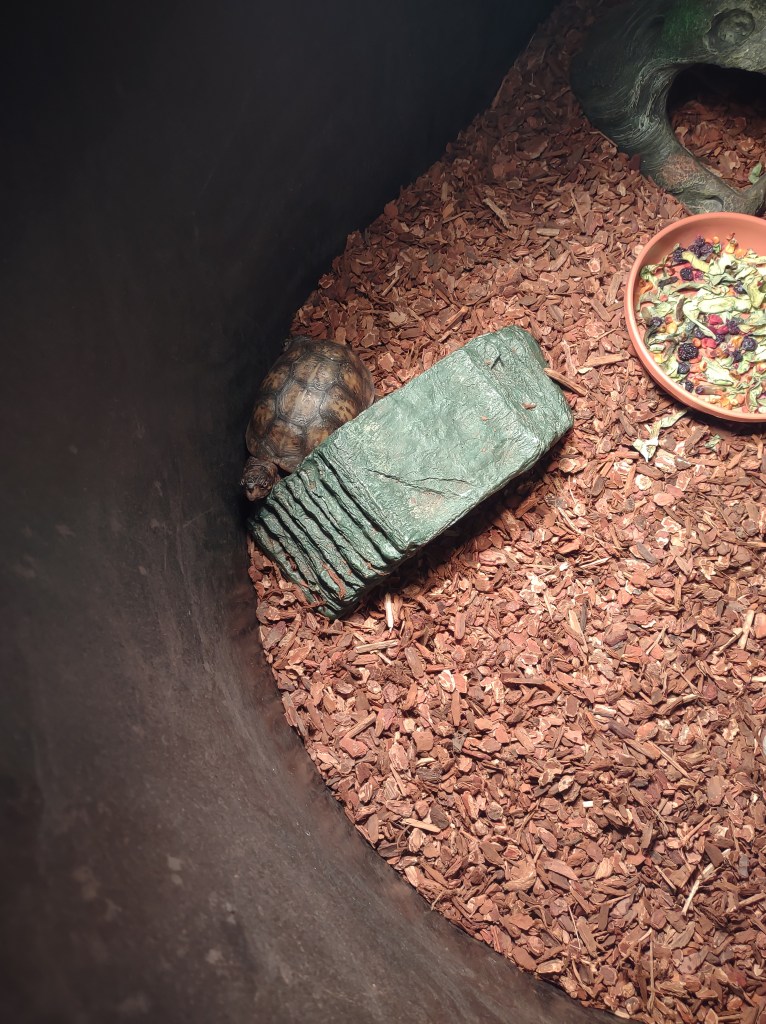 Alabama
Pelham Alabama
Alabama Wildlife Center
Wildlife Sanctuary
Oak Mountain State Park
Alabama hiking
Traveling with the Trapps
Alabama outdoors