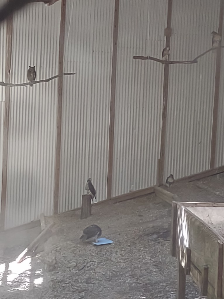 Alabama
Pelham Alabama
Alabama Wildlife Center
Wildlife Sanctuary
Oak Mountain State Park
Alabama hiking
Traveling with the Trapps
Alabama outdoors