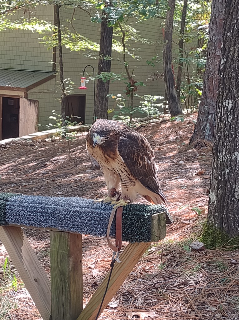 Alabama
Pelham Alabama
Alabama Wildlife Center
Wildlife Sanctuary
Oak Mountain State Park
Alabama hiking
Traveling with the Trapps
Alabama outdoors