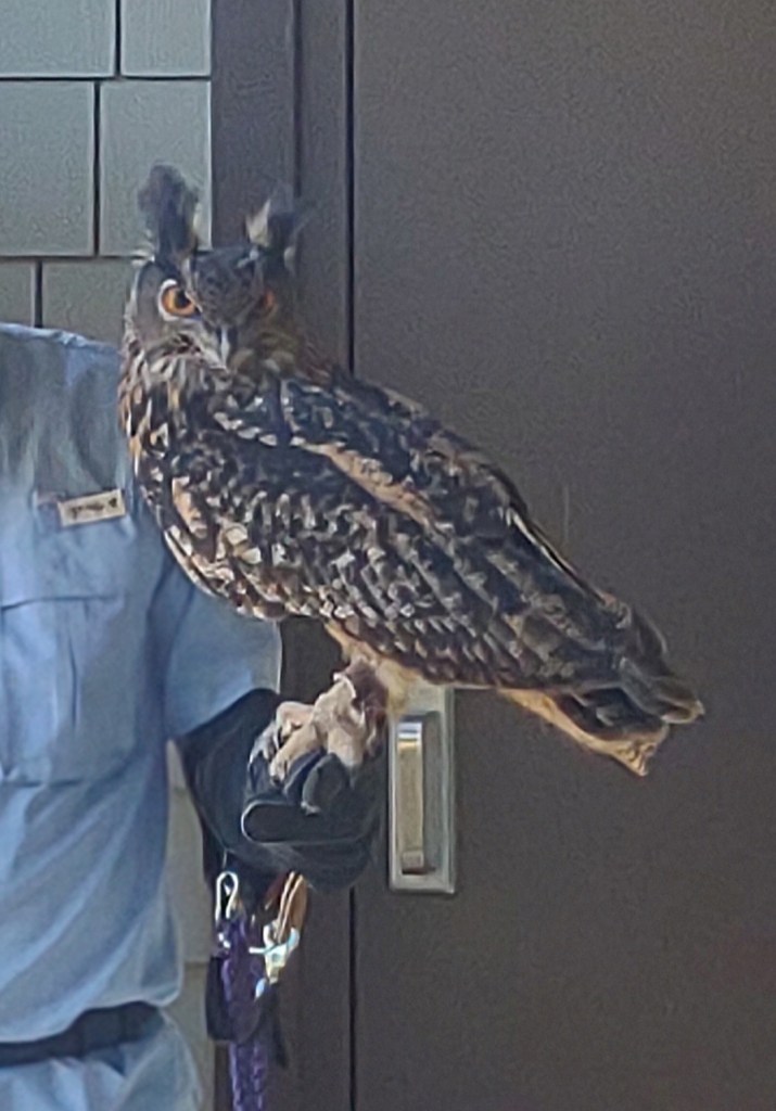 Alabama
Pelham Alabama
Alabama Wildlife Center
Wildlife Sanctuary
Oak Mountain State Park
Alabama hiking
Traveling with the Trapps
Alabama outdoors