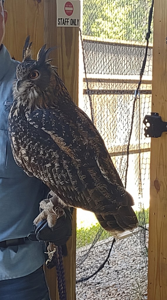 Alabama
Pelham Alabama
Alabama Wildlife Center
Wildlife Sanctuary
Oak Mountain State Park
Alabama hiking
Traveling with the Trapps
Alabama outdoors