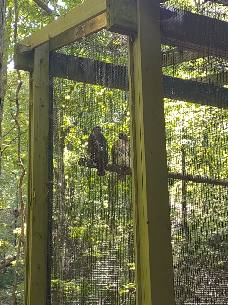 Alabama
Pelham Alabama
Alabama Wildlife Center
Wildlife Sanctuary
Oak Mountain State Park
Alabama hiking
Traveling with the Trapps
Alabama outdoors