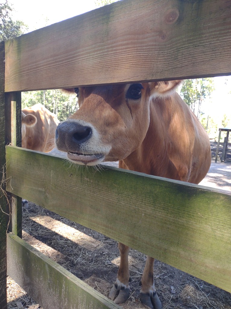 Morningside Nature Center
Gainesville, FL
Florida Parks
Gainesville
Florida
History
Re-enactment
Nature
Sugar cane
Cane syrup
Traveling with the Trapps