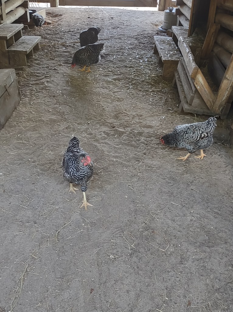 Morningside Nature Center
Gainesville, FL
Florida Parks
Gainesville
Traveling with the Trapps
Florida
History
Re-enactment
Nature
Sugar cane
Cane syrup