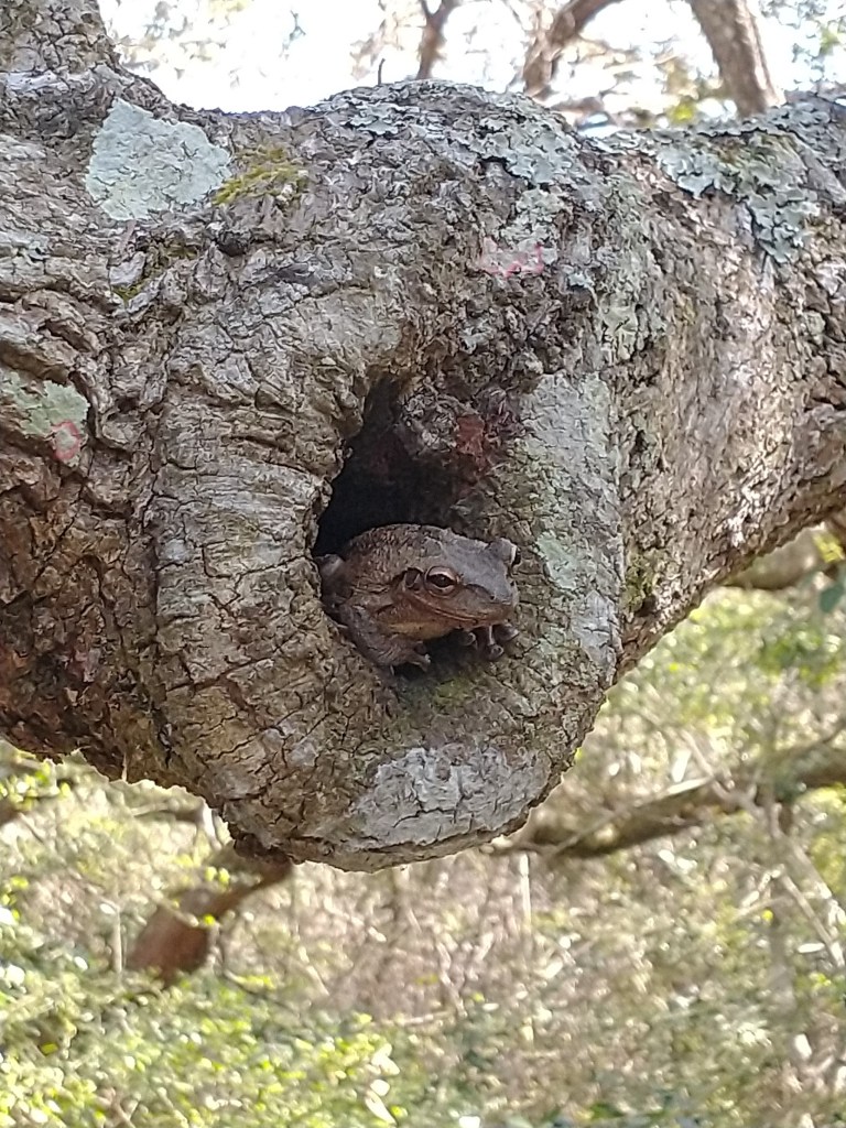 Fort Matanzas
Fort Matanzas National Monument
Florida
Florida History
Traveling with the Trapps
St. Augustine FL
Rattlesnake Island FL
