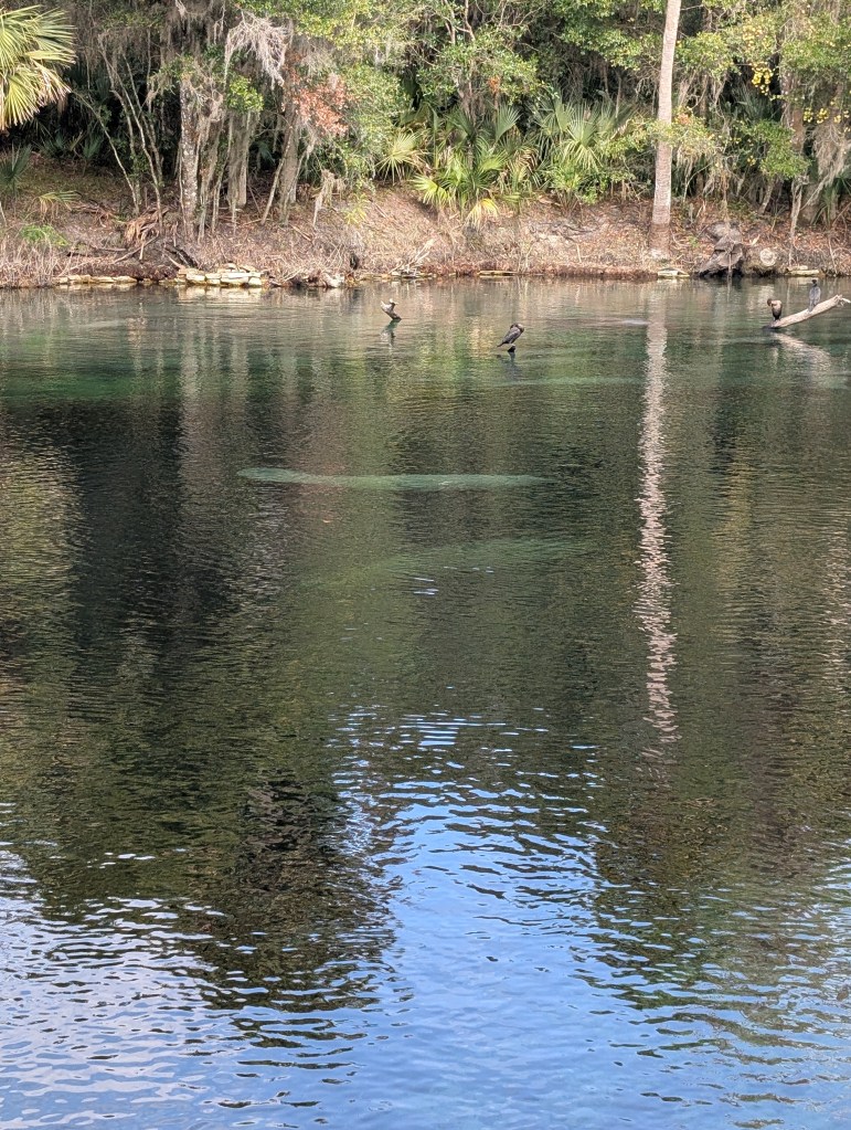Blue Spring State Park
Manatees
Traveling with the Trapps
Natural Florida
Florida
Orange City FL
Nature
Manatee Viewing