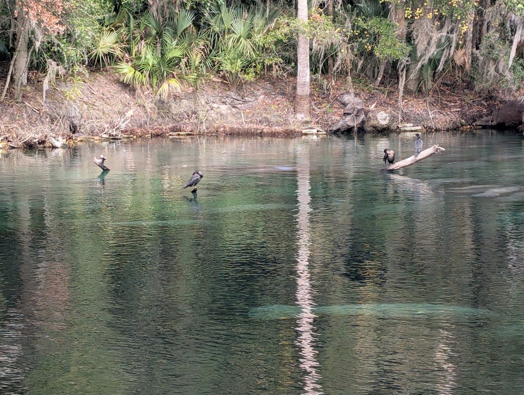 Blue Spring State Park
Manatees
Traveling with the Trapps
Natural Florida
Florida
Orange City FL
Nature
Manatee Viewing