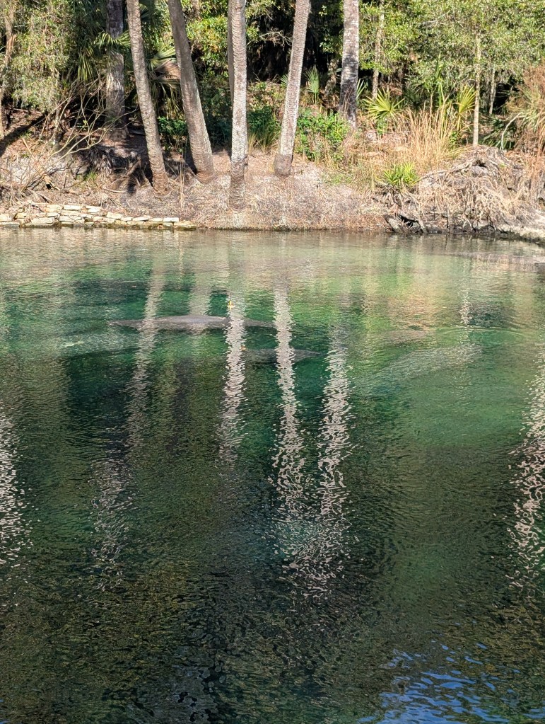 Blue Spring State Park
Manatees
Traveling with the Trapps
Natural Florida
Florida
Orange City FL
Nature
Manatee Viewing