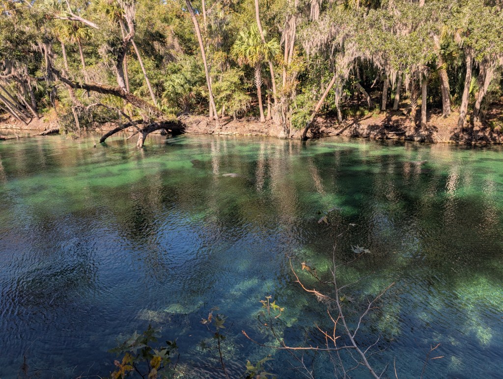 Blue Spring State Park
Manatees
Traveling with the Trapps
Natural Florida
Florida
Orange City FL
Nature
Manatee Viewing