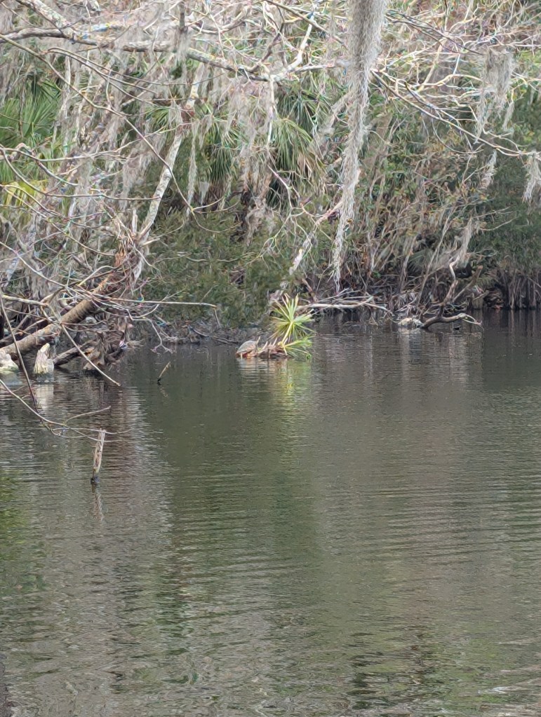 DeLeon Springs State Park
Fountain of Youth
Nature
Florida
Ponce DeLeon Springs
Sugar Mill
Florida State Park
Travel
Traveling with the Trapps