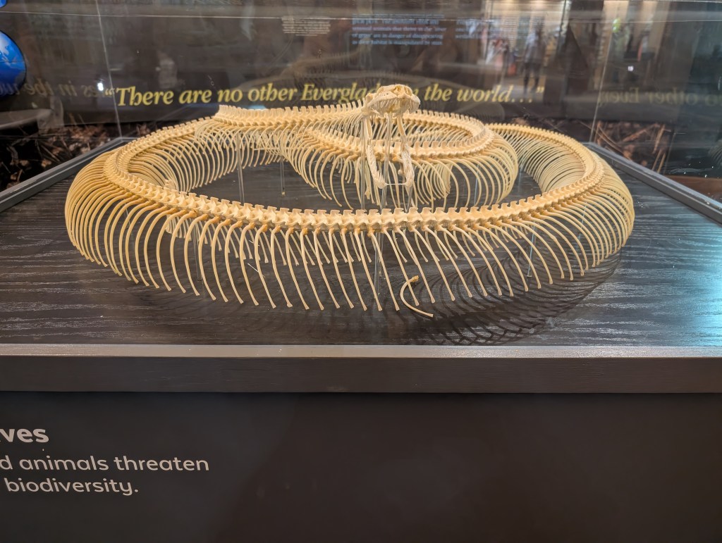 Everglades National Park
Everglades
National Parks
Florida
Florida Nature
Birds
Anhinga
Alligators
Traveling with the Trapps