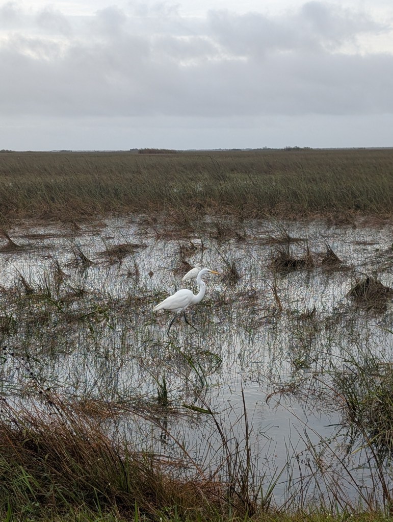 Everglades National Park
Everglades
National Parks
Florida
Florida Nature
Birds
Anhinga
Alligators
Traveling with the Trapps