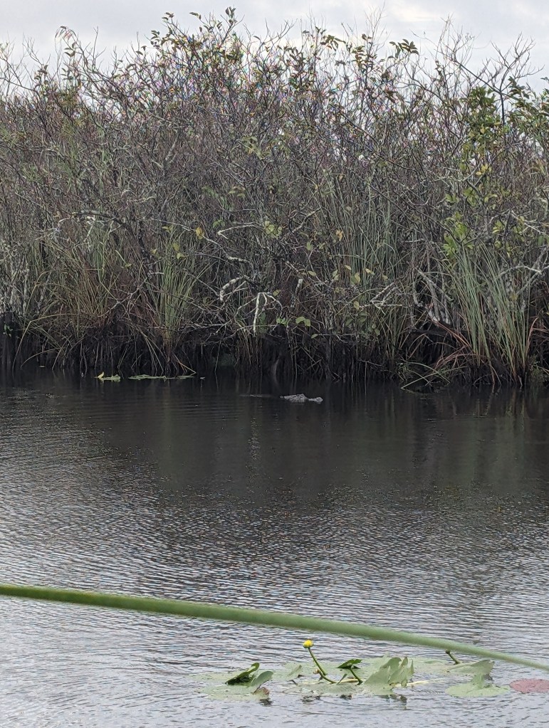 Everglades National Park
Everglades
National Parks
Florida
Florida Nature
Birds
Anhinga
Alligators
Traveling with the Trapps