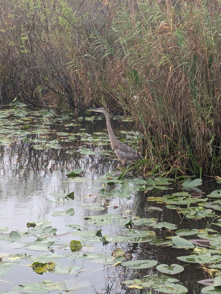 Everglades National Park
Everglades
National Parks
Florida
Florida Nature
Birds
Anhinga
Alligators
Traveling with the Trapps