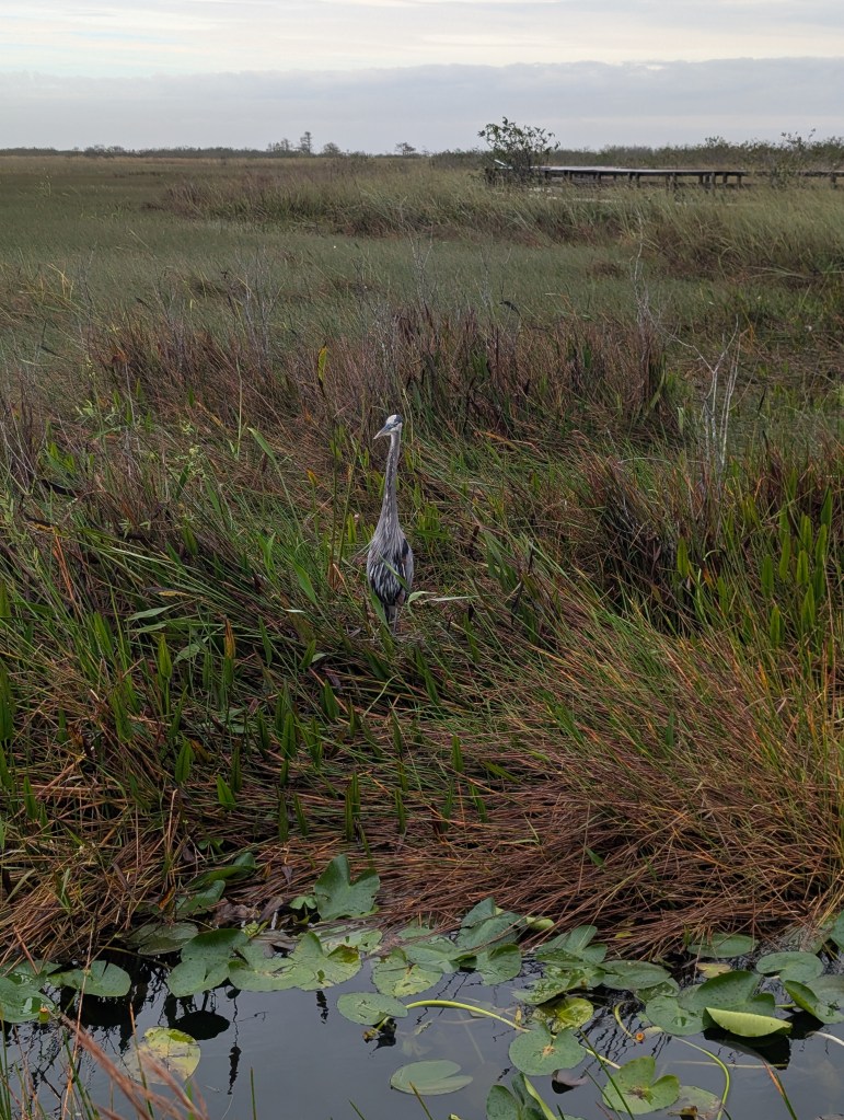 Everglades National Park
Everglades
National Parks
Florida
Florida Nature
Birds
Anhinga
Alligators
Traveling with the Trapps
