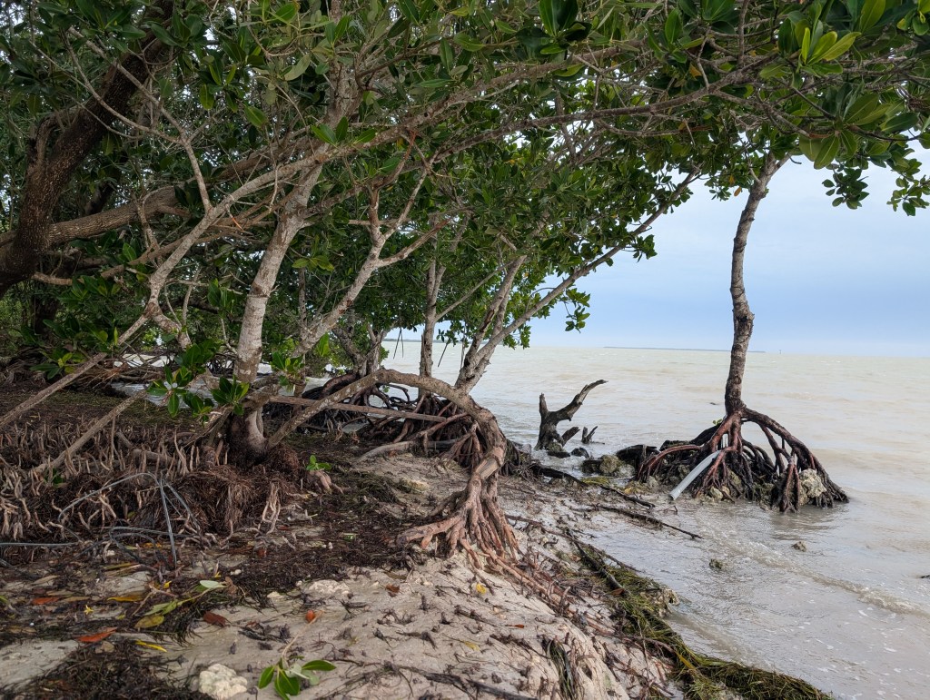 Everglades National Park
Everglades
National Parks
Florida
Florida Nature
Birds
Anhinga
Alligators
Traveling with the Trapps
