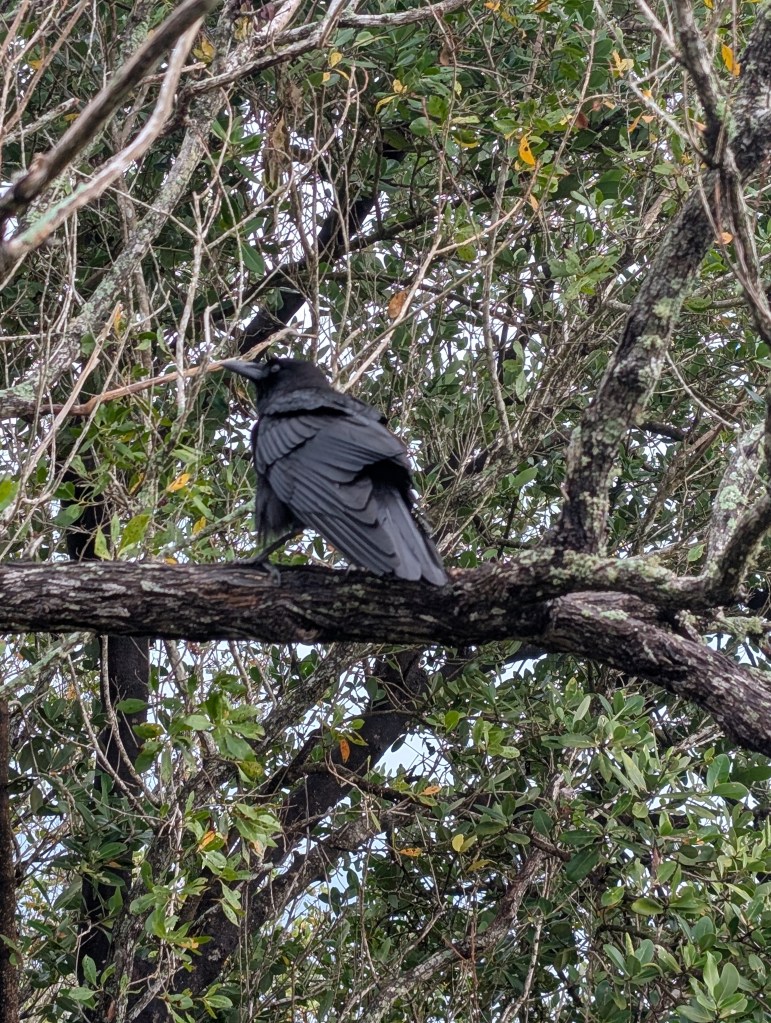 Everglades National Park
Everglades
National Parks
Florida
Florida Nature
Birds
Anhinga
Alligators
Traveling with the Trapps