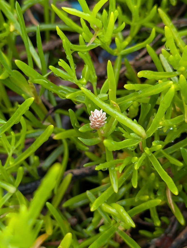 Everglades National Park
Everglades
National Parks
Florida
Florida Nature
Birds
Anhinga
Alligators
Traveling with the Trapps